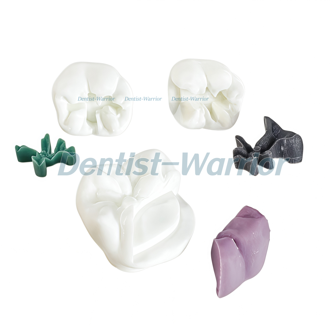 7 Tipos de Modelo Didático de  - 3D Printing Dental avaliação e preço